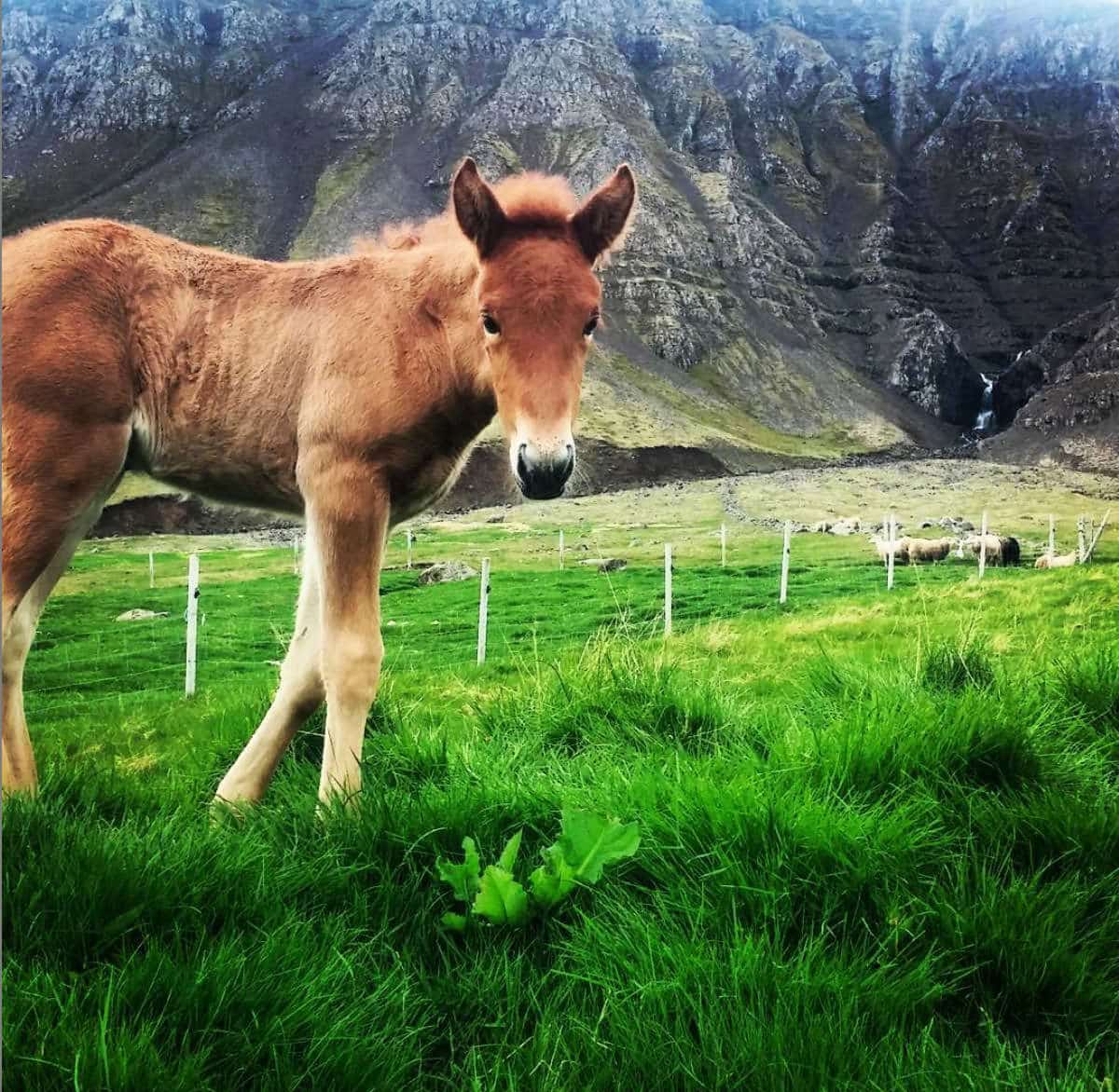 Icelandic pony in a green field